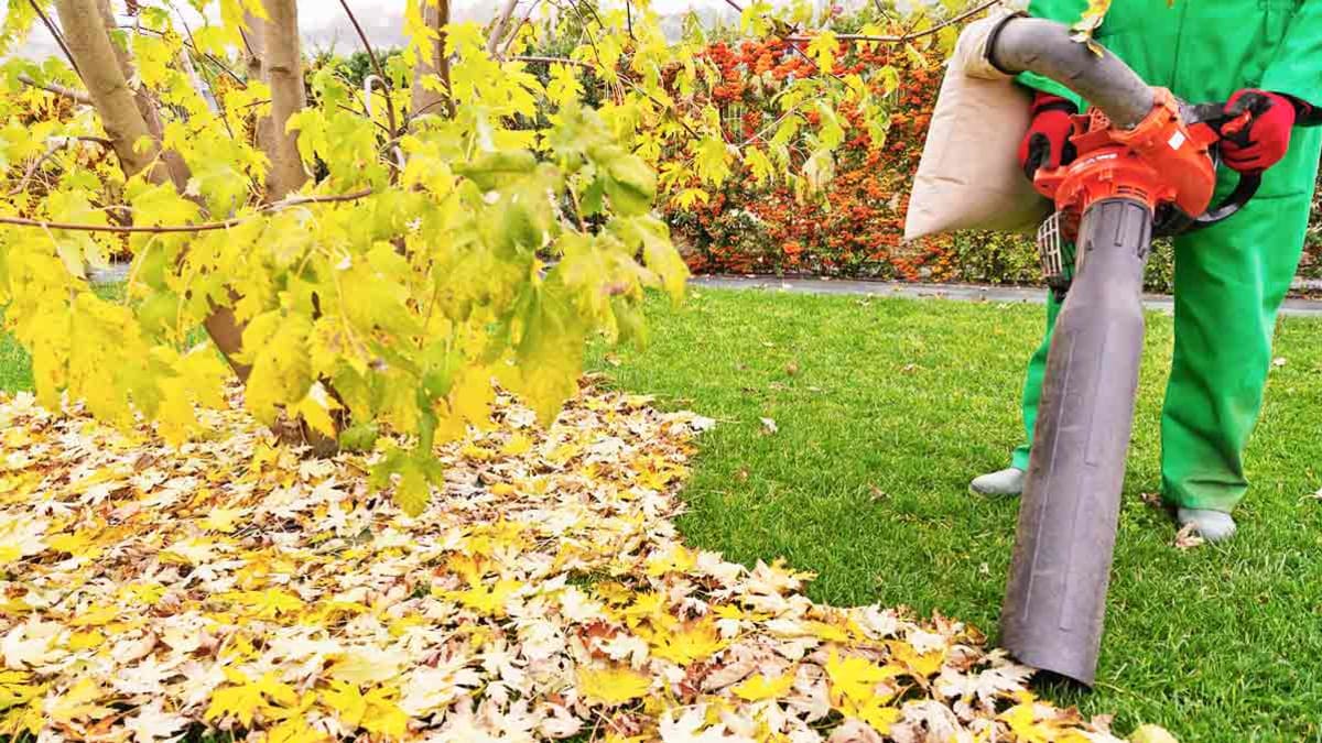 Do You Really Need a Leaf Blower Vacuum? Consumer Reports